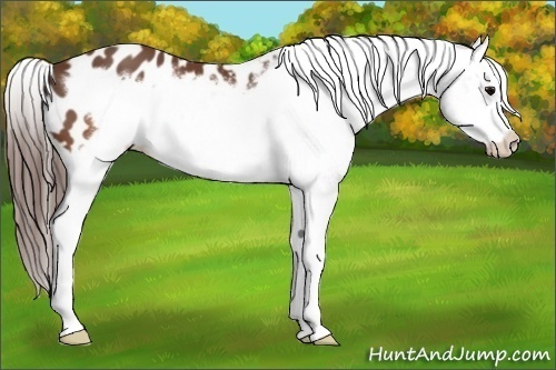 Horse Color: Brown Splash Frame Blanket 