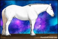 Horse Color:Chestnut Appaloosa 