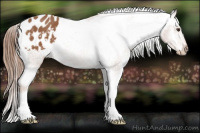 Horse Color:Chestnut Appaloosa