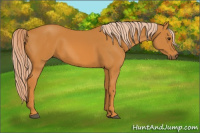 Horse Color:Palomino 