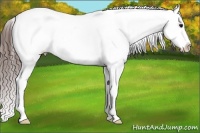 Horse Color:Brown Roan Appaloosa 