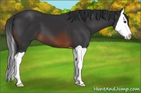Horse Color:Brown Splash 