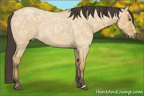 Horse Color:Buckskin Ice Roan Dun Rabicano 