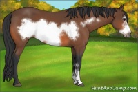 Horse Color:Bay Frame 