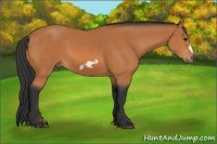 Horse Color:Bay Frame