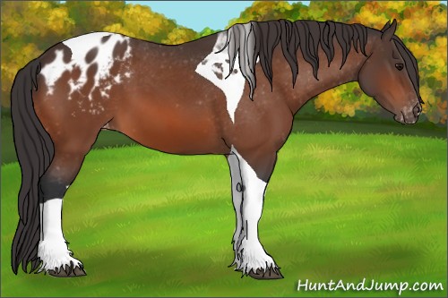 Horse Color: Bay Tobiano Blanket 