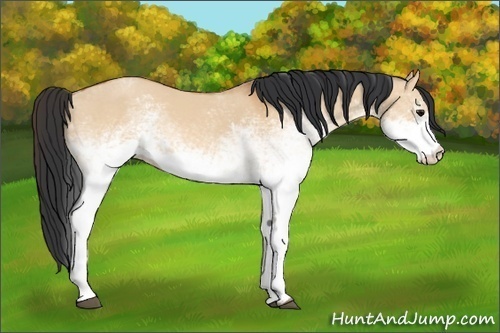 Horse Color: White Spotted Bay Dun 
