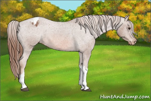 Horse Color:Chestnut Appaloosa 