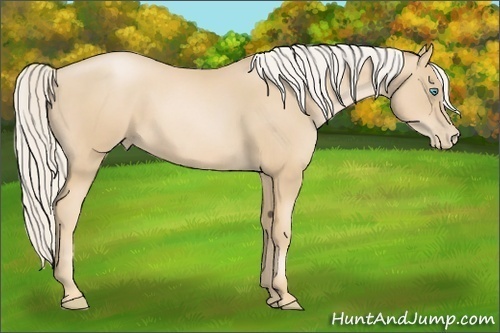 Horse Color: Palomino Pearl 