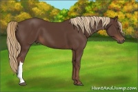 Horse Color:Liver Chestnut 