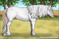 Horse Color:Gold Champagne Appaloosa 