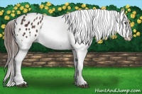 Horse Color:Liver Chestnut Appaloosa 