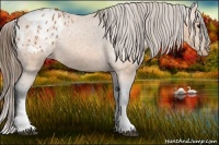 Horse Color:White Spotted Bay Appaloosa