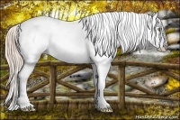 Horse Color:Gold Champagne Varnish 