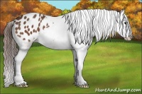 Horse Color:Bay Splash Appaloosa 