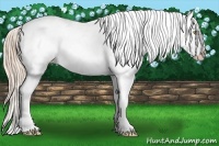 Horse Color:Gold Champagne Roan Splash Snowcap 