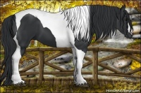 Horse Color:Black Tobiano 