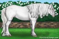 Horse Color:Silver Amber Champagne Roan Dun Snowcap Rabicano 