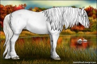 Horse Color:White Spotted Gold Cream Champagne Appaloosa 