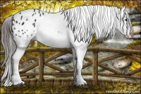 Horse Color:Black Splash Appaloosa