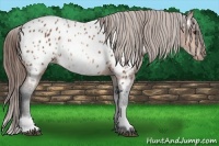 Horse Color:White Spotted Bay Appaloosa 
