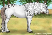 Horse Color:Brown Appaloosa 