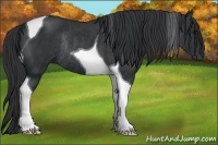 Horse Color:Black Tobiano Rabicano 