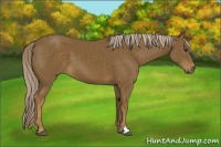 Horse Color:Chocolate Palomino 