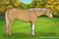 Horse Color:Palomino 