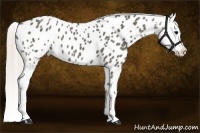Horse Color:Silver Black Appaloosa 