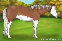Horse Color:Silver Bay Roan Splash 