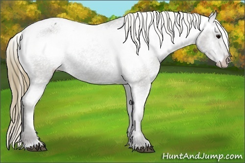 Horse Color: Smoky Black Varnish 