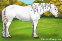 Horse Color:Smoky Black Varnish 