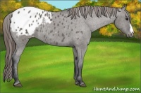 Horse Color:Grullo Blanket Rabicano 