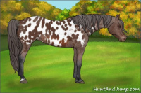 Horse Color:Bay Appaloosa