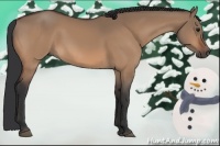 Horse Color:Brown Dun 