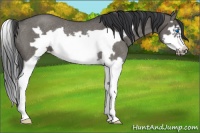 Horse Color:Grullo Roan Splash Frame Rabicano