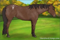 Horse Color:Bay Appaloosa 