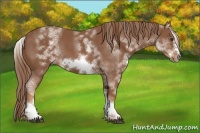 Horse Color:White Spotted Chestnut Frame 