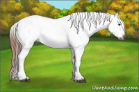 Horse Color:Gray Black Appaloosa 