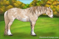 Horse Color:White Spotted Red Roan Frame 