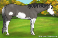 Horse Color:Grullo Splash Frame