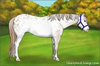 Horse Color:White Spotted Red Dun Frame Blanket 