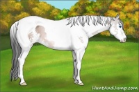 Horse Color:Bay Sabino Splash Tobiano 