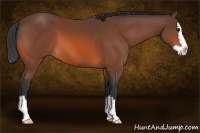 Horse Color:Bay Sabino Splash 