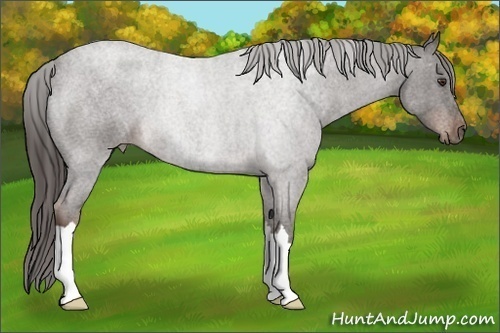 Horse Color: Liver Red Roan 