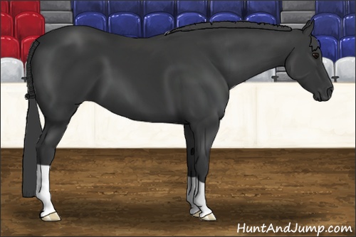 Horse Color: Unknown 