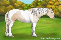 Horse Color:Palomino Tobiano 