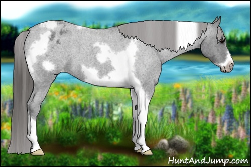 Horse Color: Blue Roan Tobiano Frame Varnish 