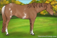Horse Color:White Spotted Chestnut 
